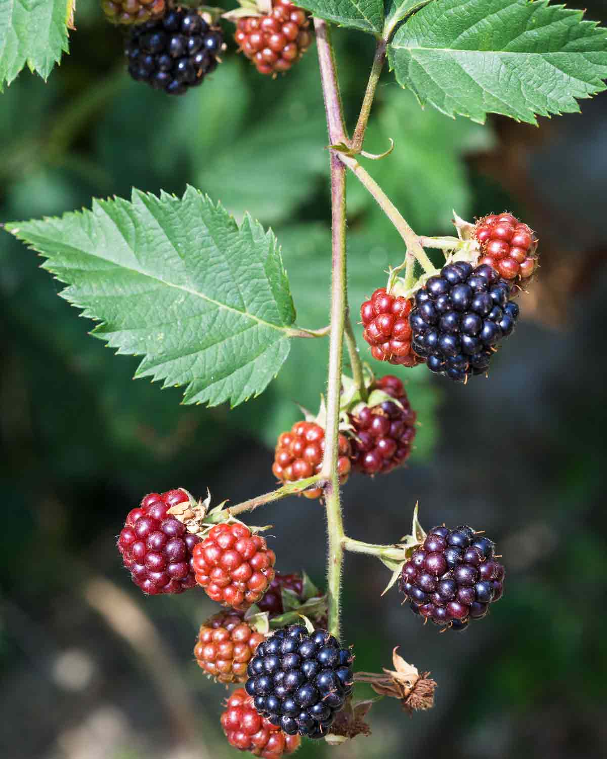 Tee mit Brombeerblätter