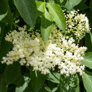 Tee mit Holunderblüten