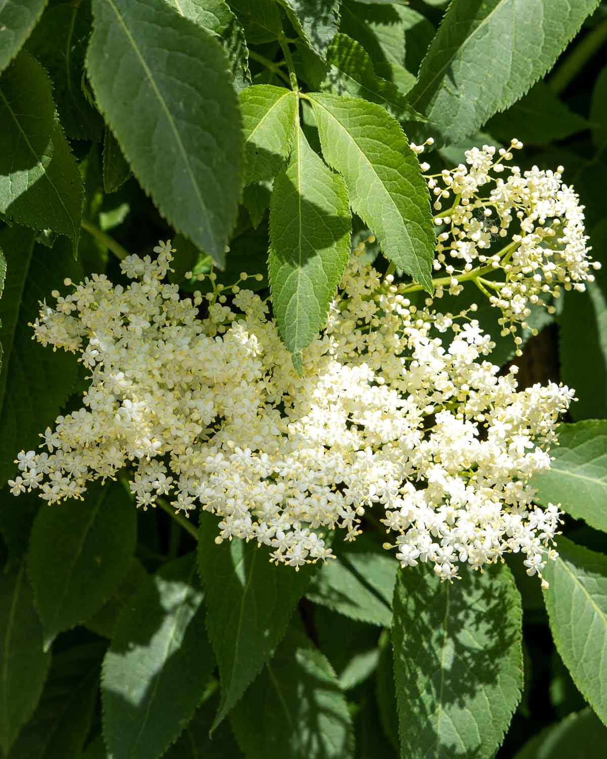 Tee mit Holunderblüten