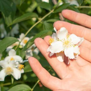 Tee mit Jasminblüte
