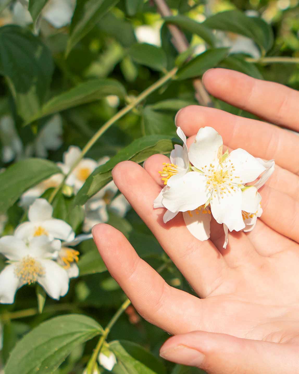 Tee mit Jasminblüte