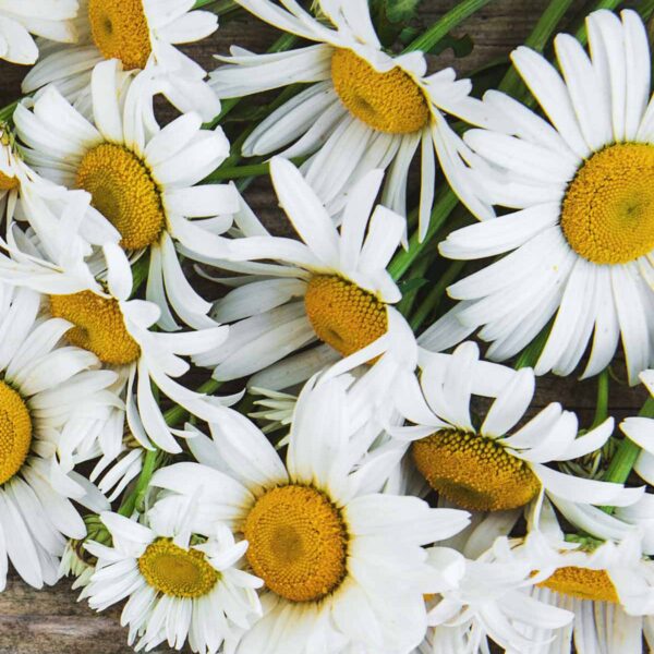 Tee mit Kamillenblüten