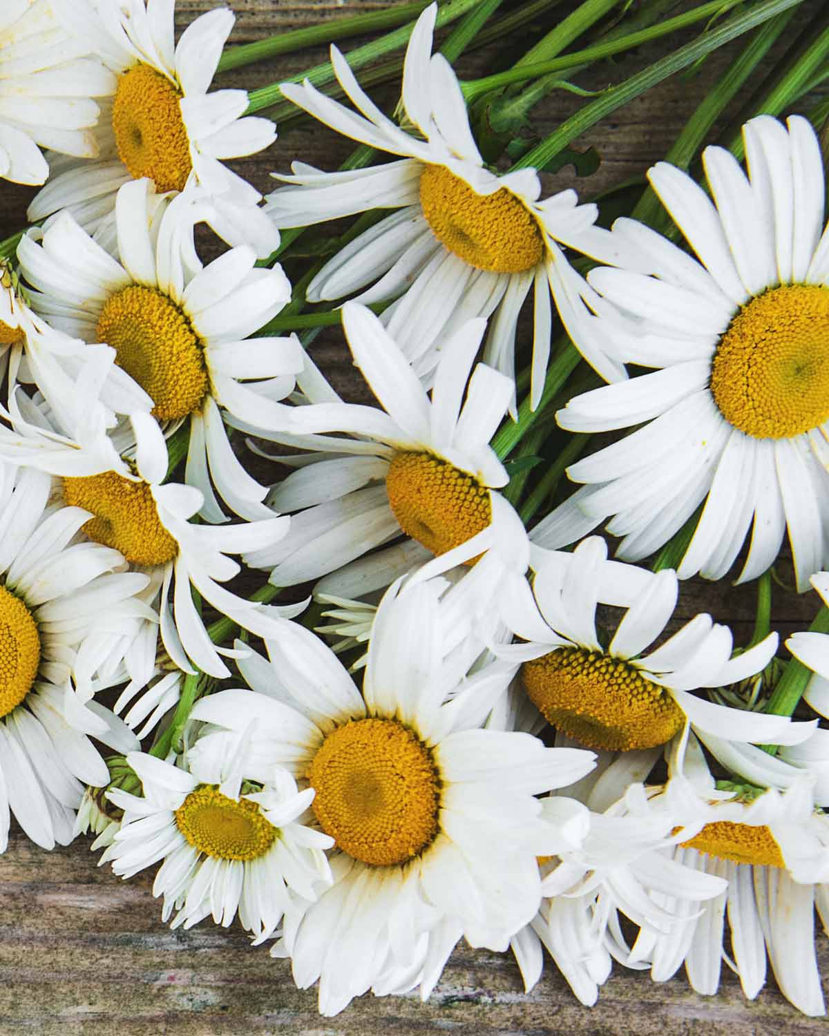 Tee mit Kamillenblüten