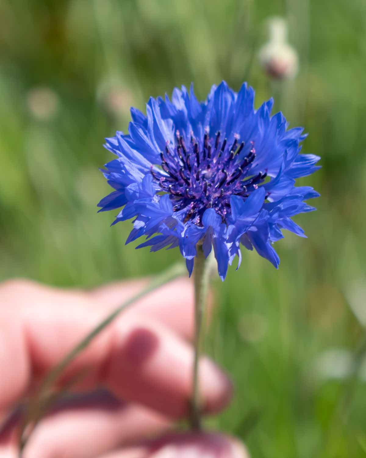 Tee mit Kornblumenblüten