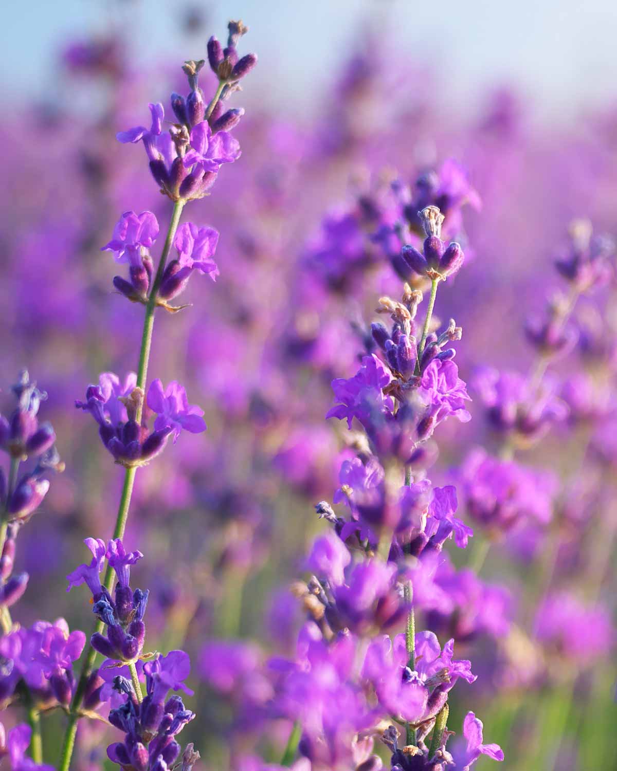 Tee mit Lavendel