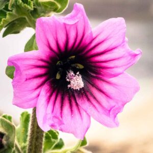 Tee mit Malvenblüten