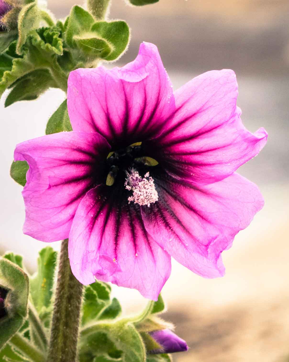 Tee mit Malvenblüten