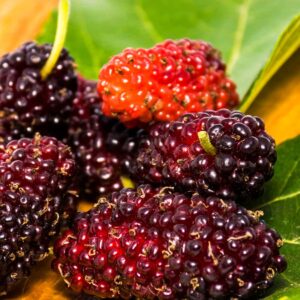 Tee mit Maulbeeren