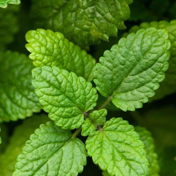 Tee mit Melissenblätter