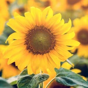 Tee mit Sonnenblumenblüten