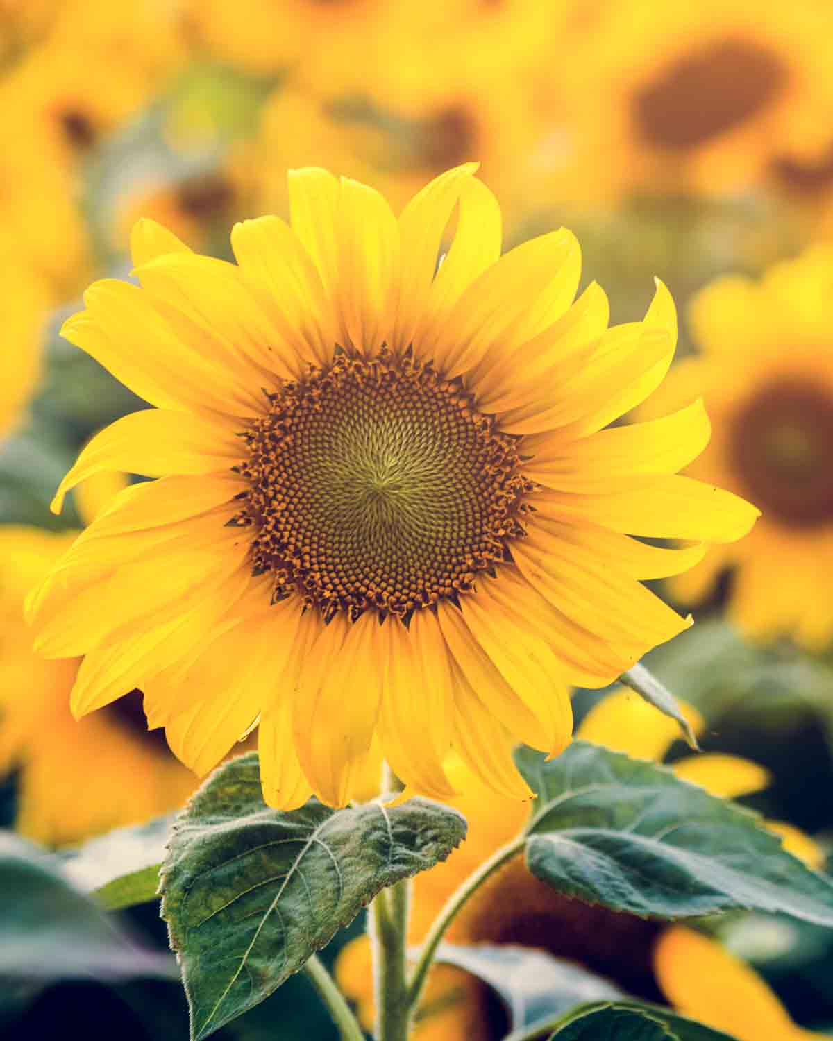 Tee mit Sonnenblumenblüten