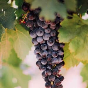 Tee mit Weinbeeren