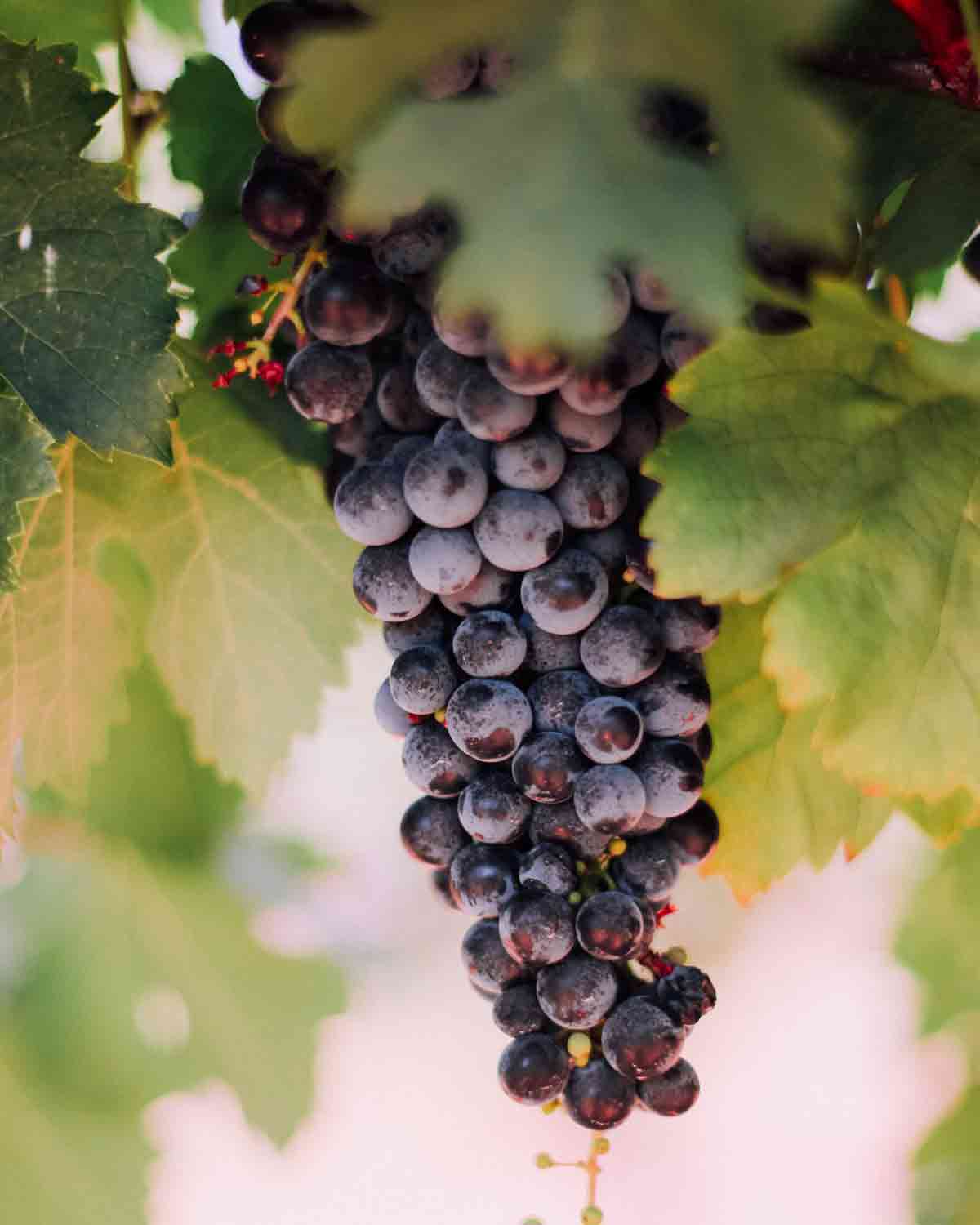 Tee mit Weinbeeren