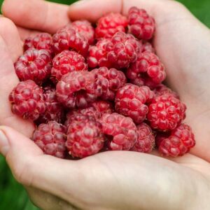 Tee mit Himbeeren