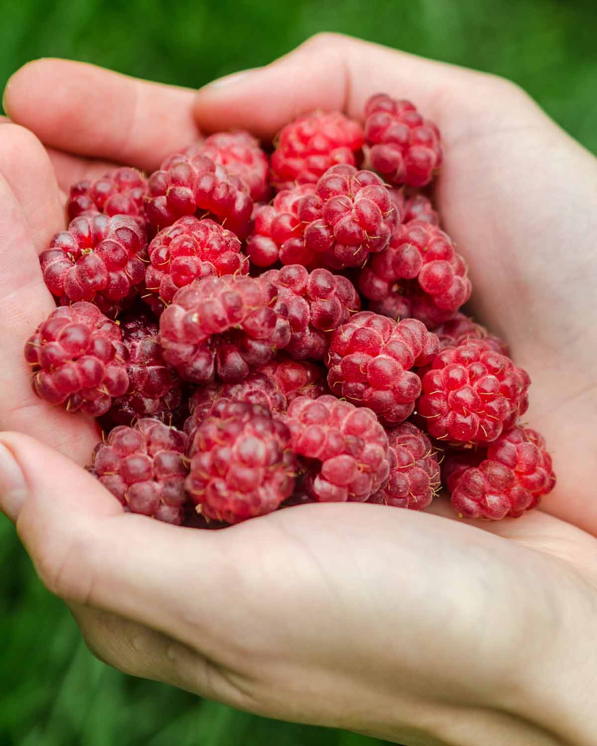 Tee mit Himbeeren
