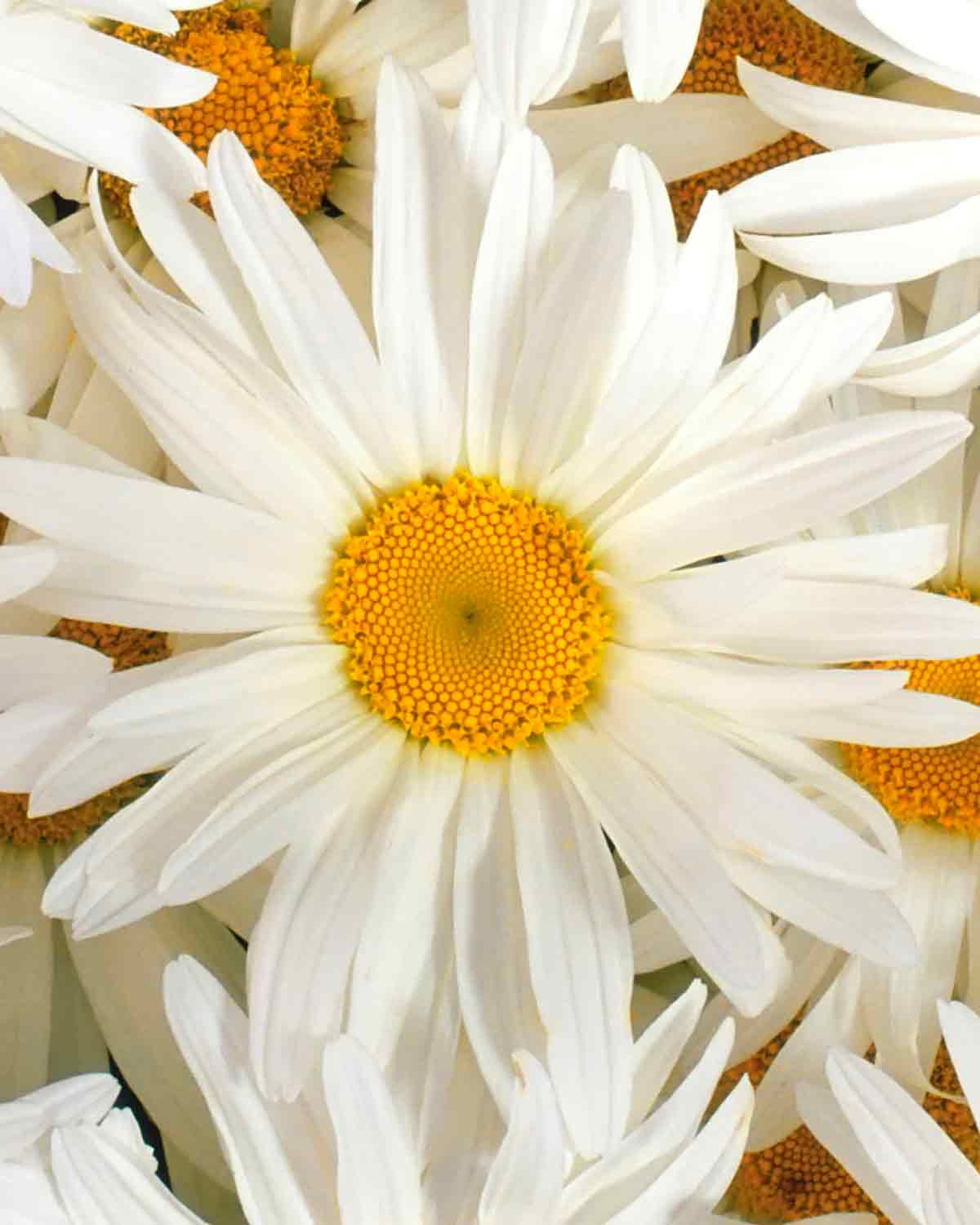 Tee mit römische Kamille