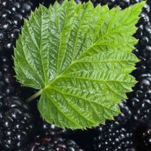 Tee mit süsse Brombeerblätter