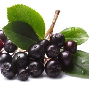 Tee mit Aroniabeeren