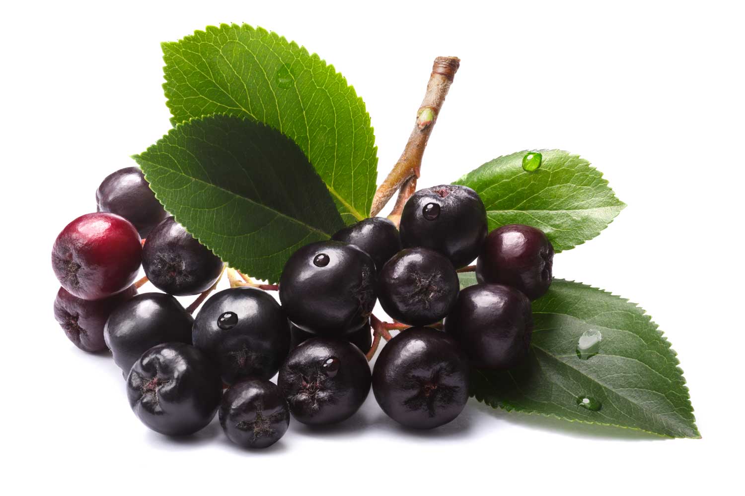 Tee mit Aroniabeeren