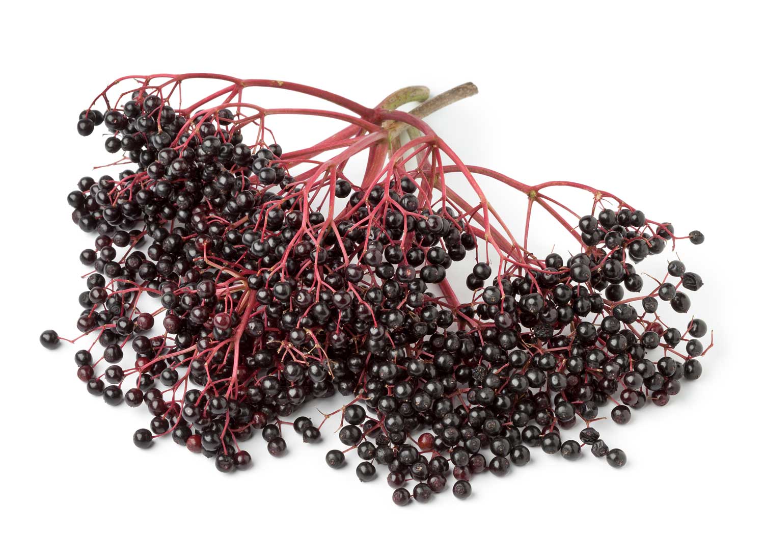 Tee mit Fliederbeeren