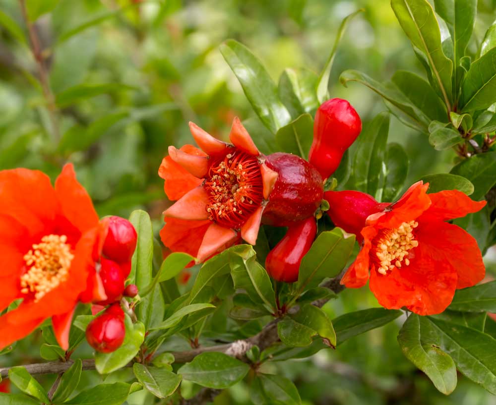 Tee mit Granatapfelblüte