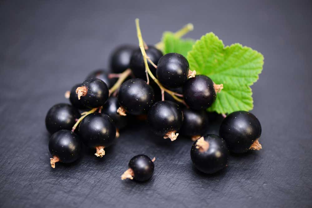 Tee mit Johannisbeeren