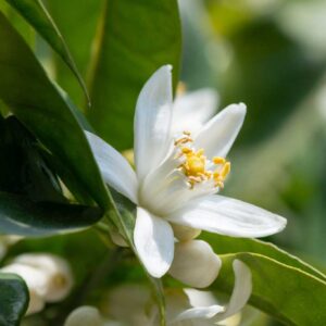 Tee mit Orangenblüte
