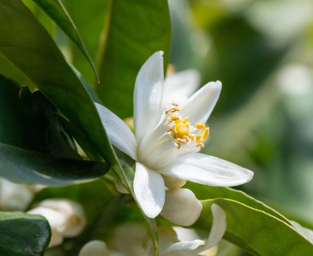 Tee mit Orangenblüte