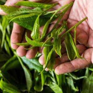 Tee mit Camellia Sinensis