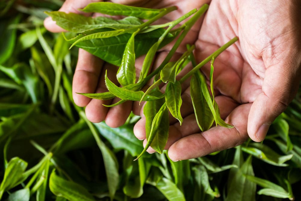 Tee mit Camellia Sinensis