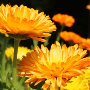 Tee mit Ringelblume