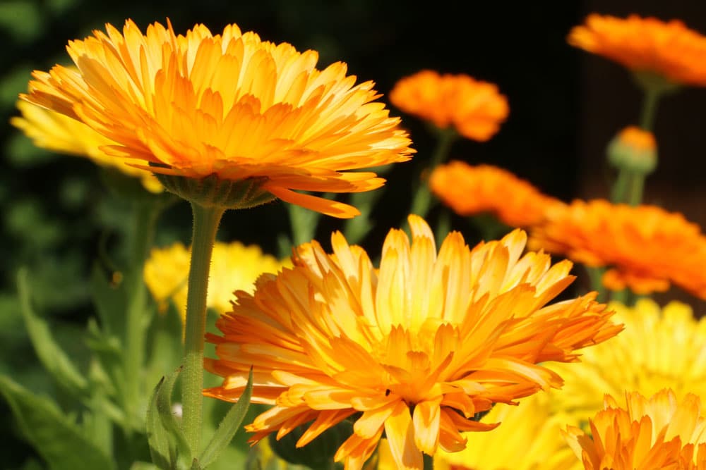 Tee mit Ringelblume