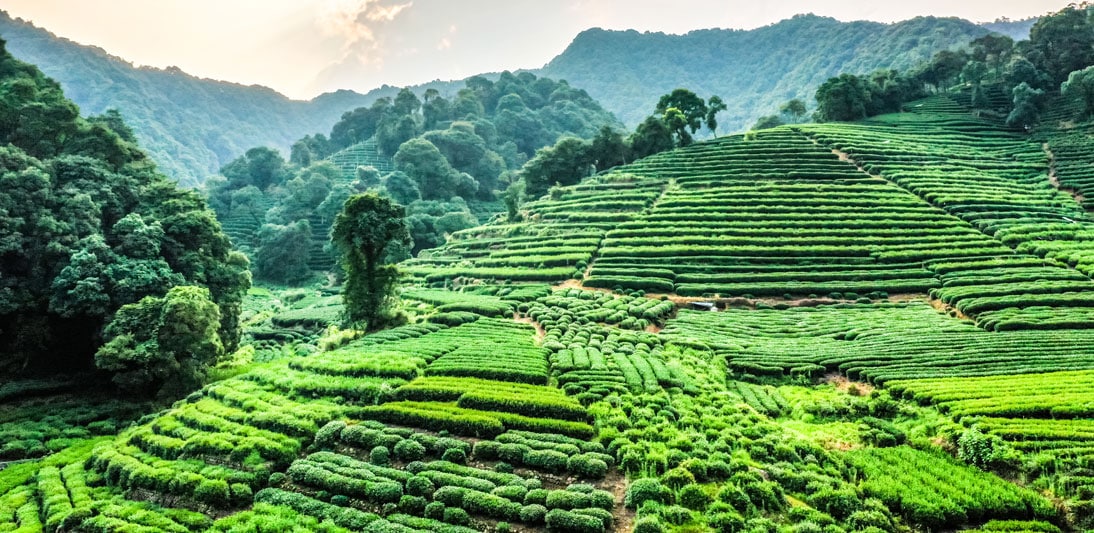 Assam-Tee-Anbau